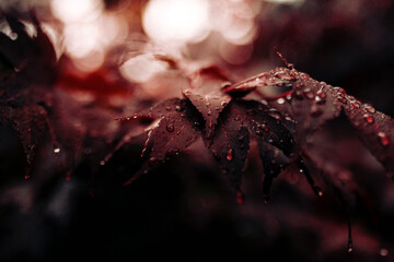 red trie on a web