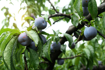 Mature plums on the trees in the orchard
