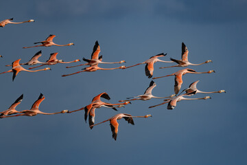 Caribbean Flamingo's Surinam 