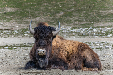 American buffalo known as bison, Bos bison in a german park