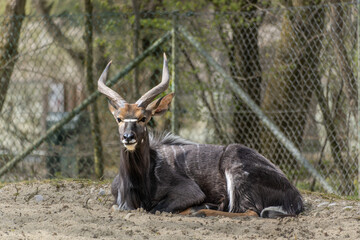 Nyala Antelope - Tragelaphus angasii. Wild life animal.
