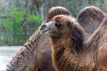 Bactrian camel, Camelus bactrianus in a german park