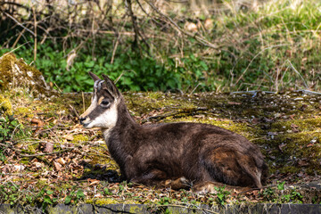 Apennine chamois, Rupicapra pyrenaica ornata, is living in Italy and Spain
