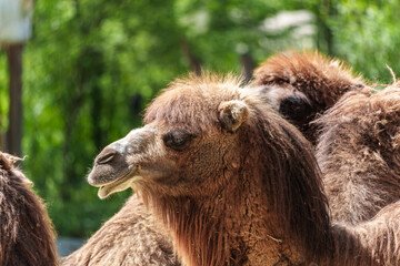 Obraz premium Bactrian camel, Camelus bactrianus in a german park