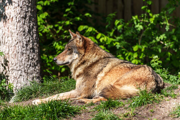 European Grey Wolf, Canis lupus in a german park