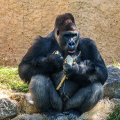 Gorillas are ground-dwelling, predominantly herbivorous apes, Sub-Saharan Africa