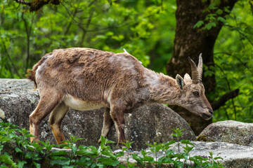 Young baby mountain ibex or capra ibex on a rock