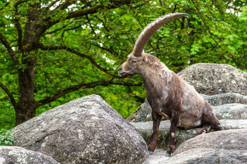 Alpine ibex, Capra ibex is a species of wild goat that lives in the mountains of the European Alps.
