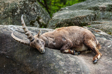 Young baby mountain ibex or capra ibex on a rock