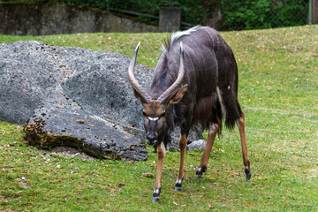 Nyala Antelope - Tragelaphus angasii. Wild life animal.