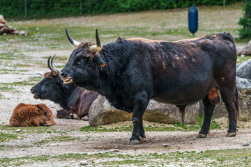 Heck cattle, Bos primigenius taurus or aurochs in a German park