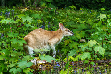 Fototapeta premium The agile wallaby, Macropus agilis also known as the sandy wallaby