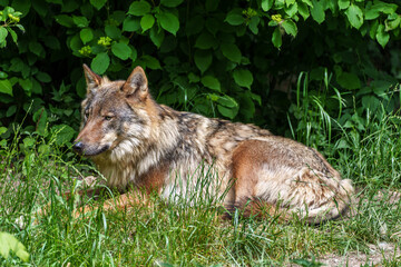 European Grey Wolf, Canis lupus in a german park