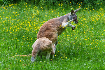 The red kangaroo, Macropus rufus is the largest of all kangaroos and the largest extant marsupial.