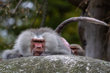 The hamadryas baboon, Papio hamadryas is a species of baboon