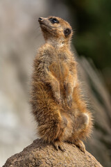 Meerkat, Suricata suricatta sitting on a stone and looking into the distance