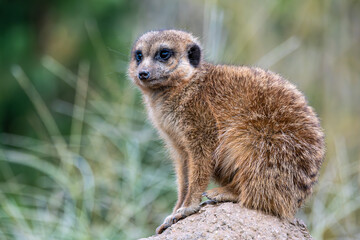 Meerkat, Suricata suricatta sitting on a stone and looking into the distance
