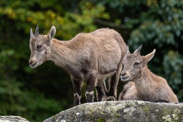 Young baby mountain ibex or capra ibex on a rock