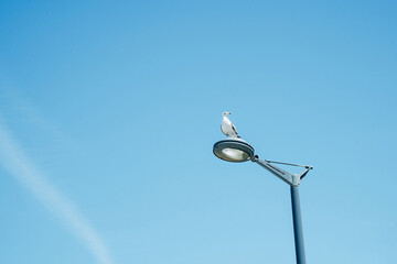 Seagull on the coast