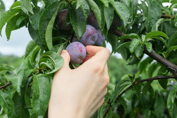 Picking ripe plums from trees in the orchard