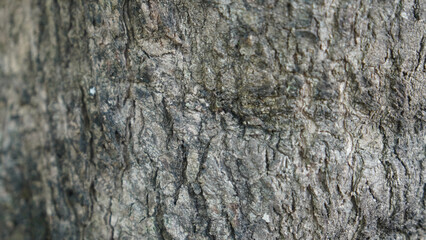 Natural Rough Tree Bark Texture Background with Detailed Organic Pattern