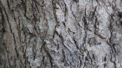 Rough Textured Tree Bark Close-Up Detail. Natural Organic Pattern with Deep Ridges and Cracks....