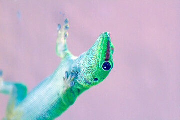 Green Lizard