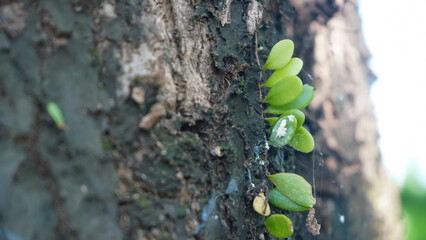 Small Green Leaves Sprouting from Textured Tree Bark: Close-up of Natural Growth on a Rough Tree...