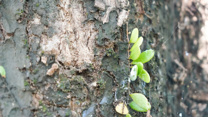 Vibrant green shoots emerging from rough tree bark with water droplets, symbolizing new life and...