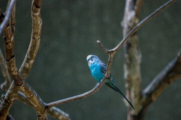 blue tit perched on a branch