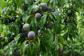Mature plums on the trees in the orchard