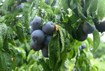 Mature plums on the trees in the orchard