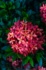 Red West Indian Jasmine In The Garden