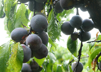 Mature plums on the trees in the orchard