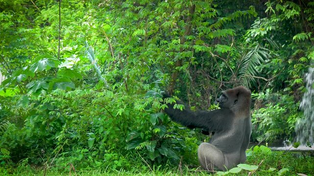 Gorilla Reaching for Leaves in Dense Green Tropical Forest with Waterfall