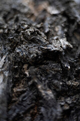 Close Up Of The Bark Of A Blackboard Tree