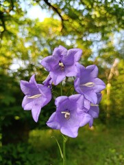 Beautiful plants and flowers grow in a green garden