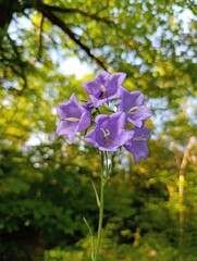 Beautiful plants and flowers grow in a green garden
