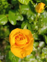 Beautiful plants and flowers grow in a green garden