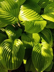 Beautiful plants and flowers grow in a green garden