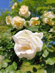 Beautiful plants and flowers grow in a green garden