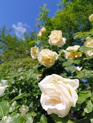 Beautiful plants and flowers grow in a green garden