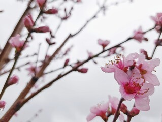pink peach blossom