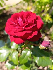 Beautiful plants and flowers grow in a green garden