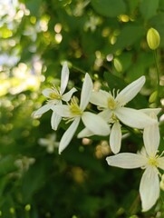 Beautiful plants and flowers grow in a green garden