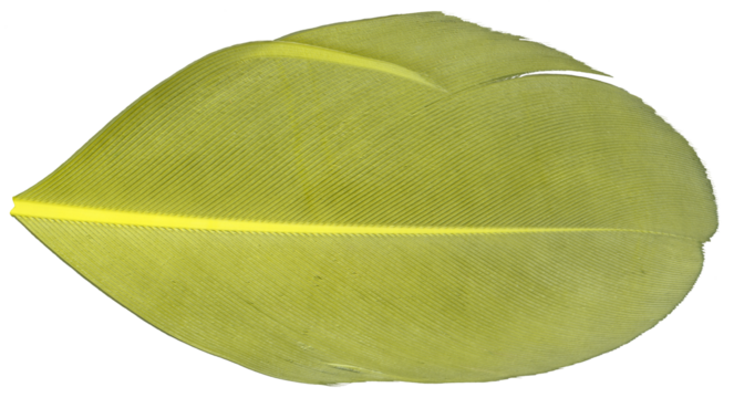 Green bird feather on transparent background