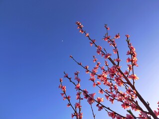 pink peach flowers and blue sky