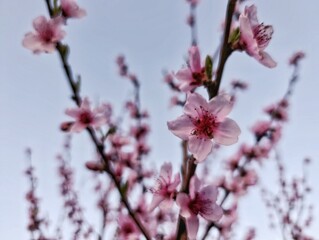 pink peach flowers