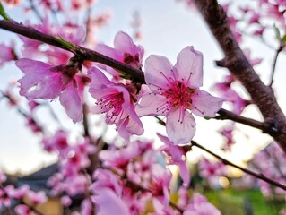 pink peach blossom macro in spring