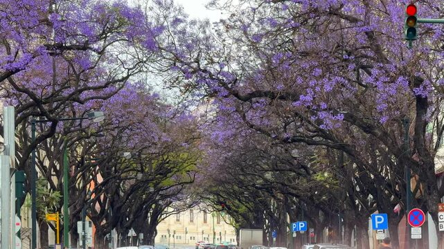 Beautiful Jacaranda trees gracefully line urban streets during their blooming season
